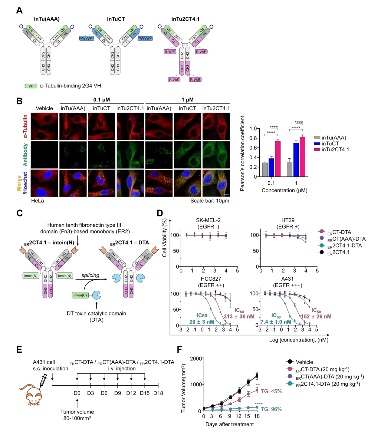 Engineering IgG antibodies for intracellular targeting and drug delivery