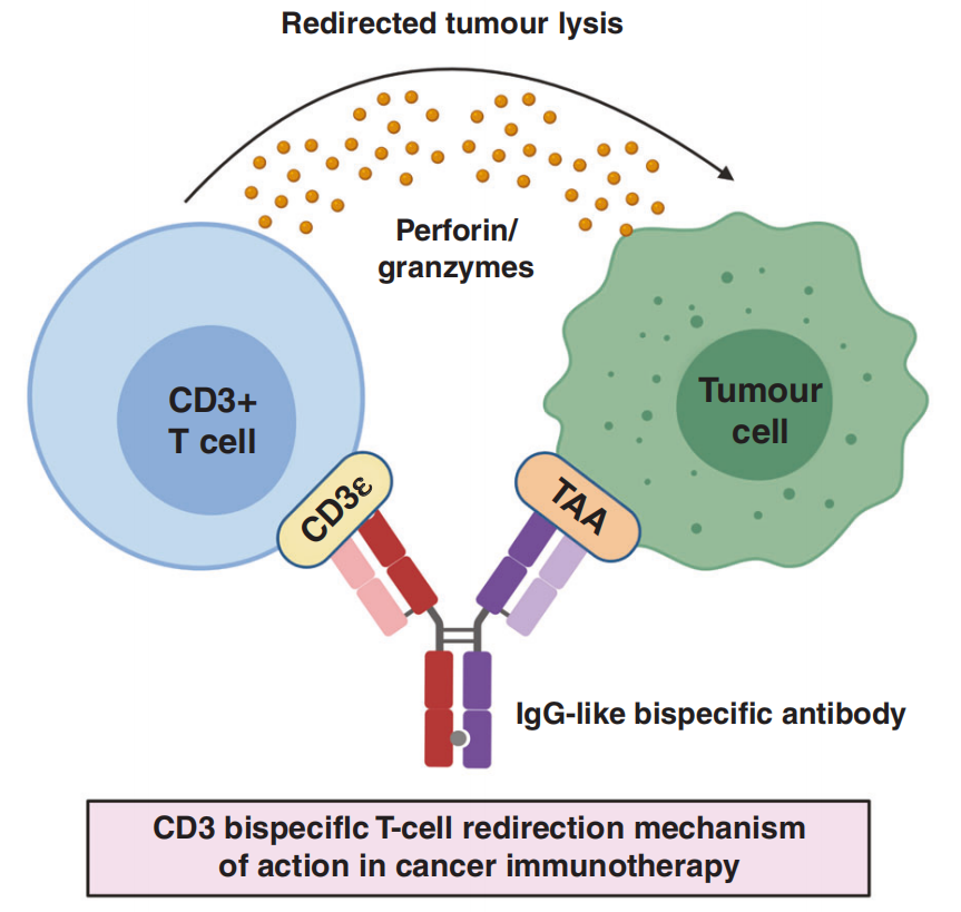 Engineering a tumor selective prodrug T-cell engager bispecific antibody for safer immunotherapy
