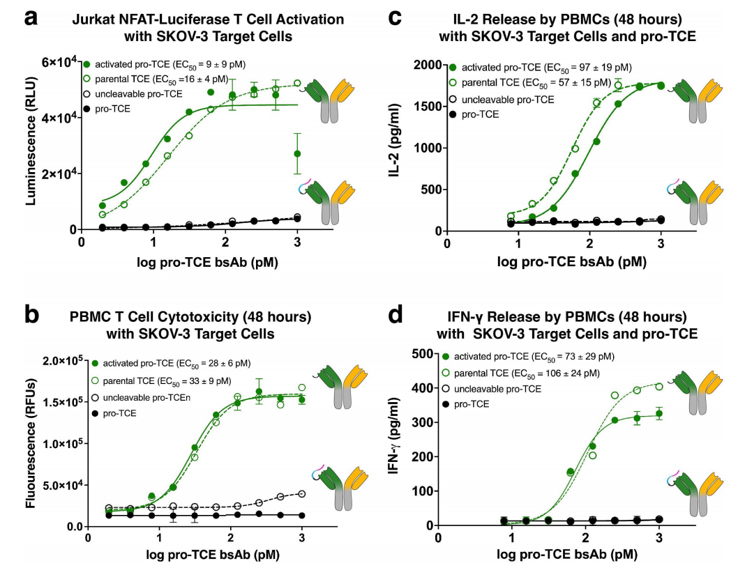 Engineering a tumor selective prodrug T-cell engager bispecific antibody for safer immunotherapy
