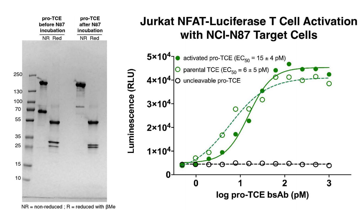 Engineering a tumor selective prodrug T-cell engager bispecific antibody for safer immunotherapy