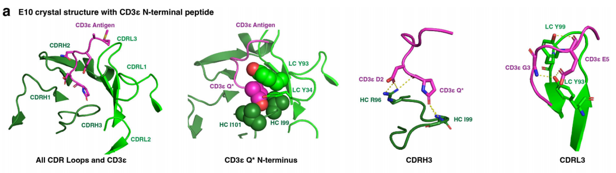 Engineering a tumor selective prodrug T-cell engager bispecific antibody for safer immunotherapy
