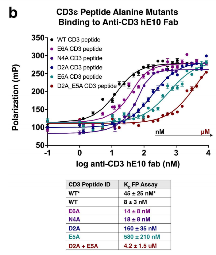 Engineering a tumor selective prodrug T-cell engager bispecific antibody for safer immunotherapy