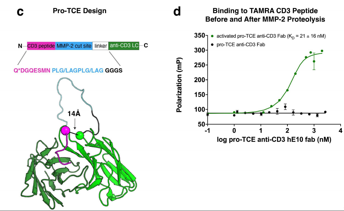Engineering a tumor selective prodrug T-cell engager bispecific antibody for safer immunotherapy