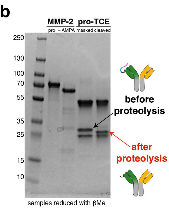 Engineering a tumor selective prodrug T-cell engager bispecific antibody for safer immunotherapy