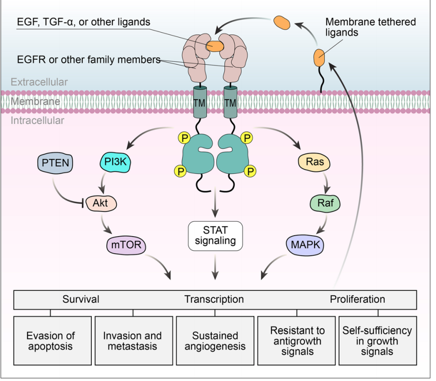 Epidermal growth factor receptor EGFR