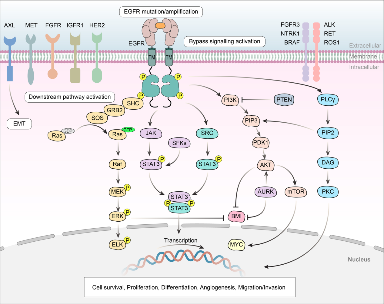 Epidermal growth factor receptor EGFR