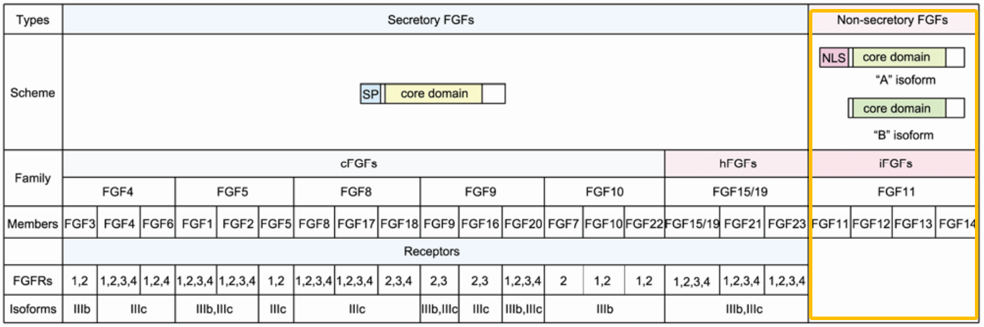 FGF11: potential obesity target