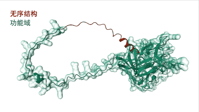 FGF11: potential obesity target
