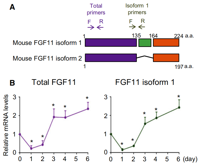 FGF11: potential obesity target