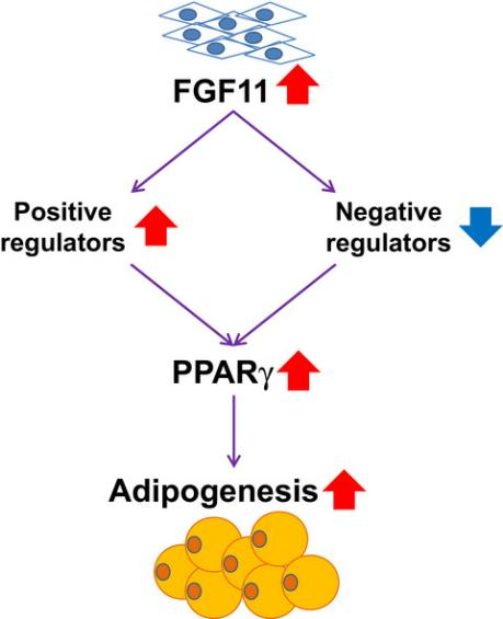 FGF11: potential obesity target