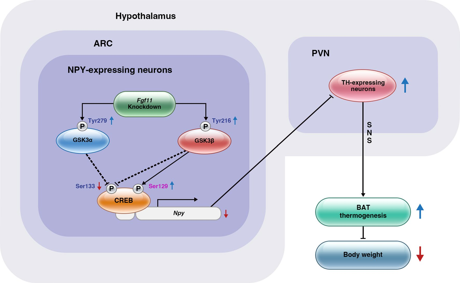 FGF11: potential obesity target