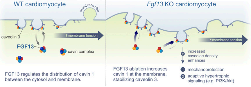FGF13：欣欣向荣的调控分子