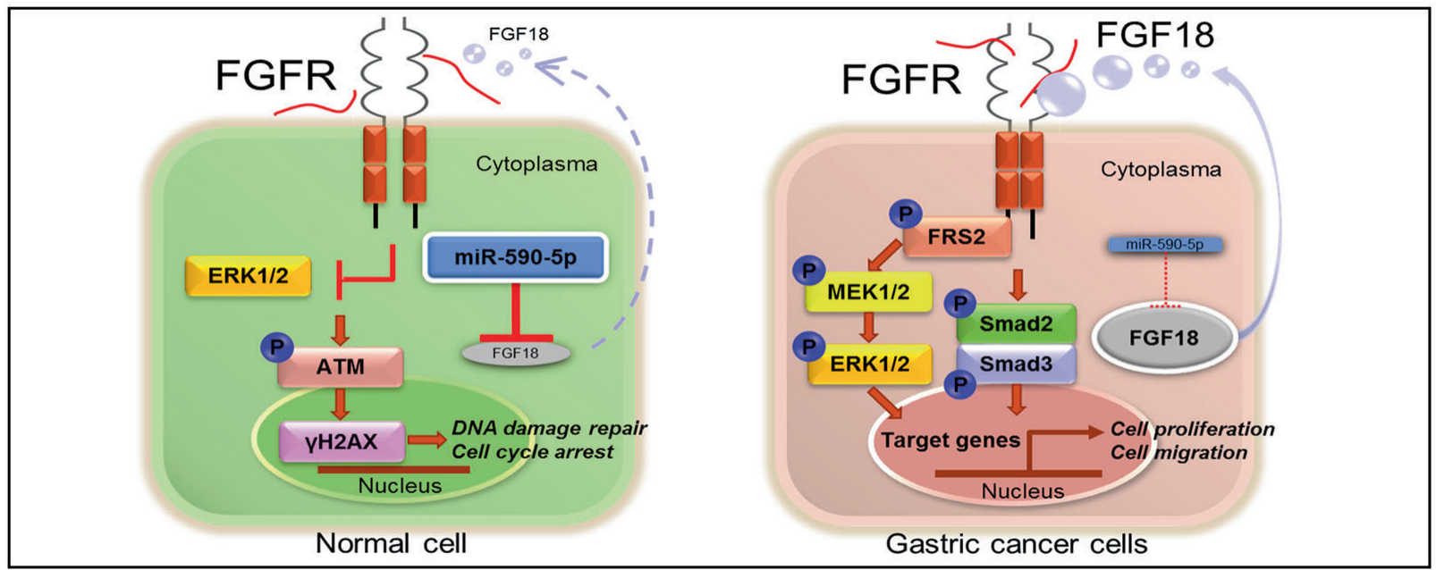 FGF18：骨关节炎治疗靶标