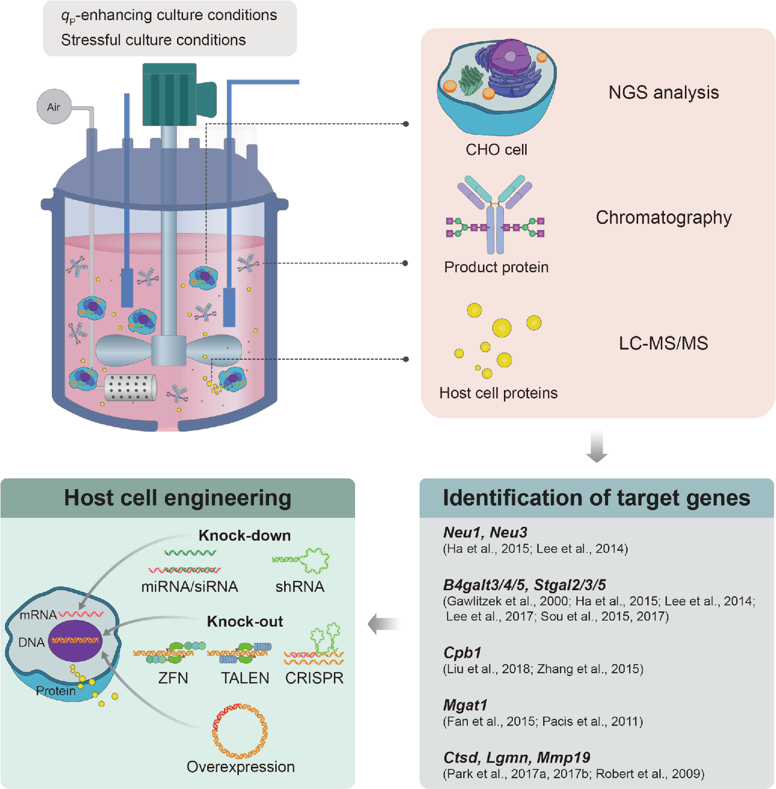 Factors affecting the quality of therapeutic proteins in recombinant Chinese hamster ovary cell culture