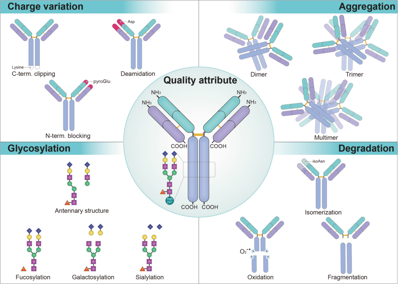 Factors affecting the quality of therapeutic proteins in recombinant Chinese hamster ovary cell culture
