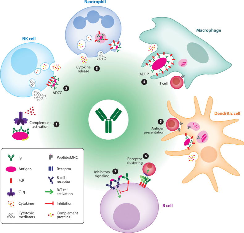 Fc engineering modification for regulating antibody function