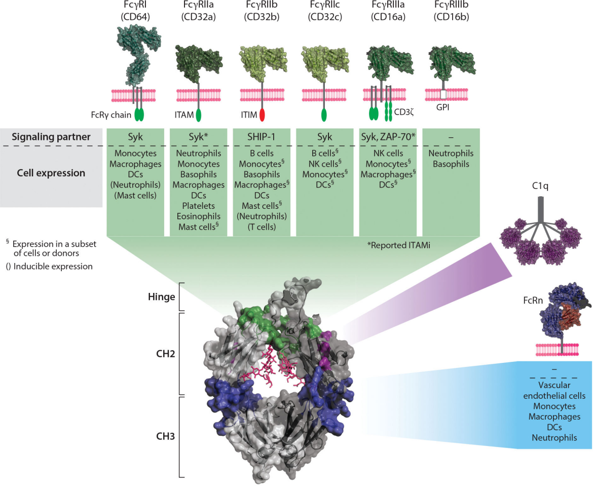 Fc engineering modification for regulating antibody function