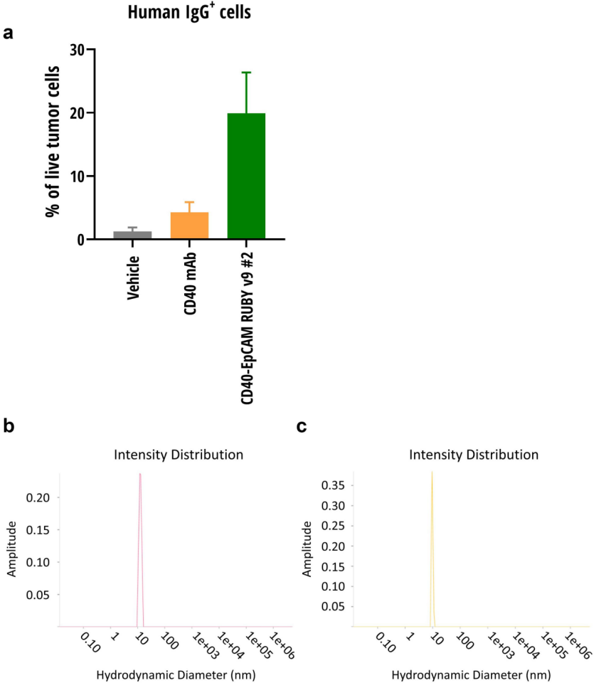 Functional IgG-like stability and pharmacological studies of tetravalent bispecific antibodies