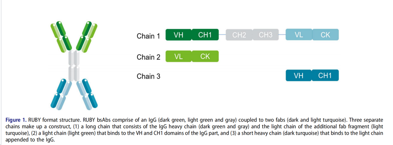Functional IgG-like stability and pharmacological studies of tetravalent bispecific antibodies