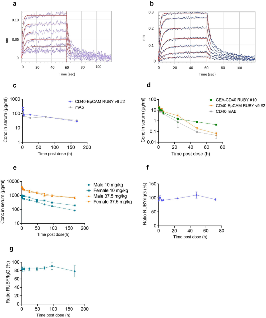 Functional IgG-like stability and pharmacological studies of tetravalent bispecific antibodies