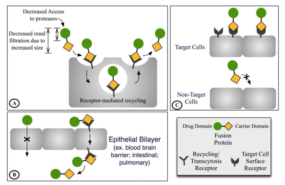 Fusion protein linkers: property, design and functionality