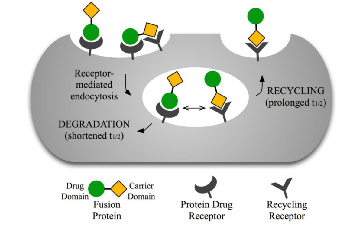 Fusion protein linkers: property, design and functionality