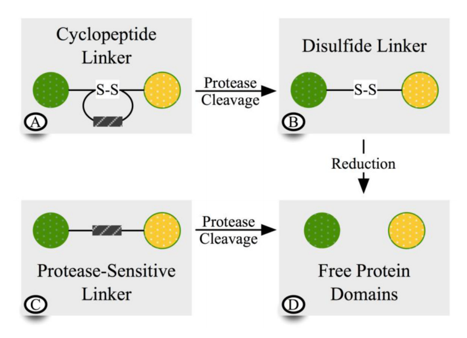 Fusion protein linkers: property, design and functionality