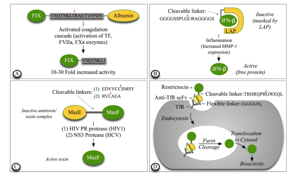 Fusion protein linkers: property, design and functionality