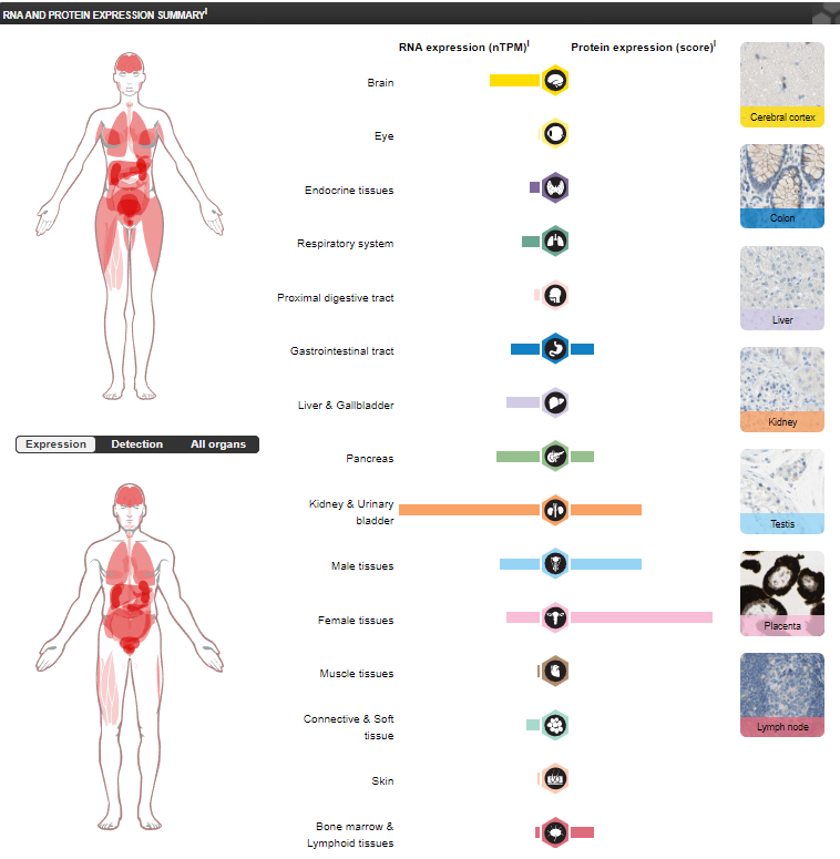 GDF15 is a therapeutic target for obesity