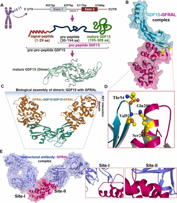 GDF15 is a therapeutic target for obesity
