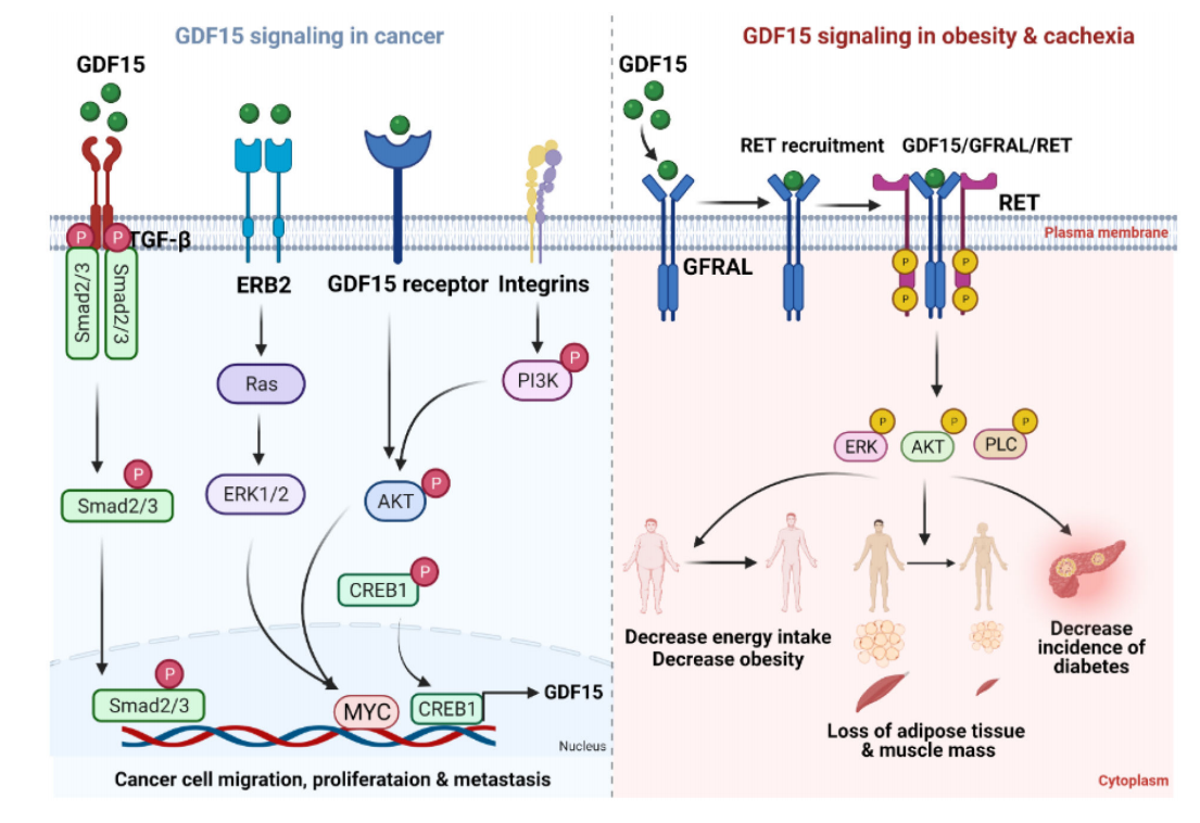GDF15 is a therapeutic target for obesity