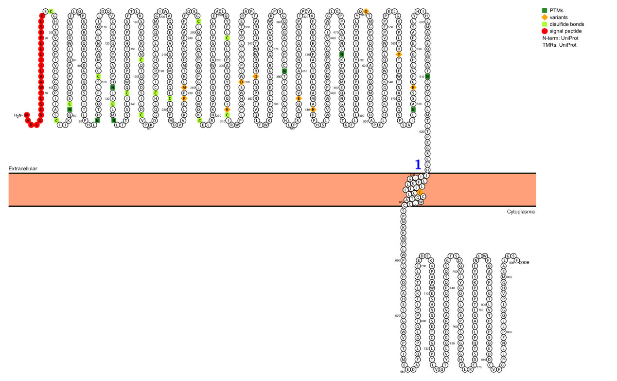 Granulocyte colony stimulating factor receptor CSF3R