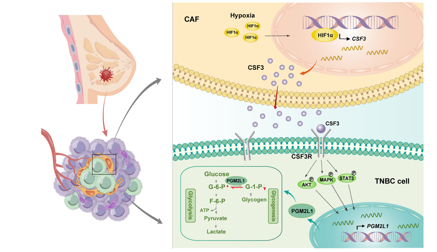 Granulocyte colony stimulating factor receptor CSF3R