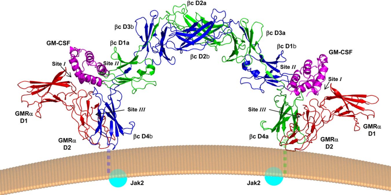 Granulocyte macrophage stimulating factor CSF2