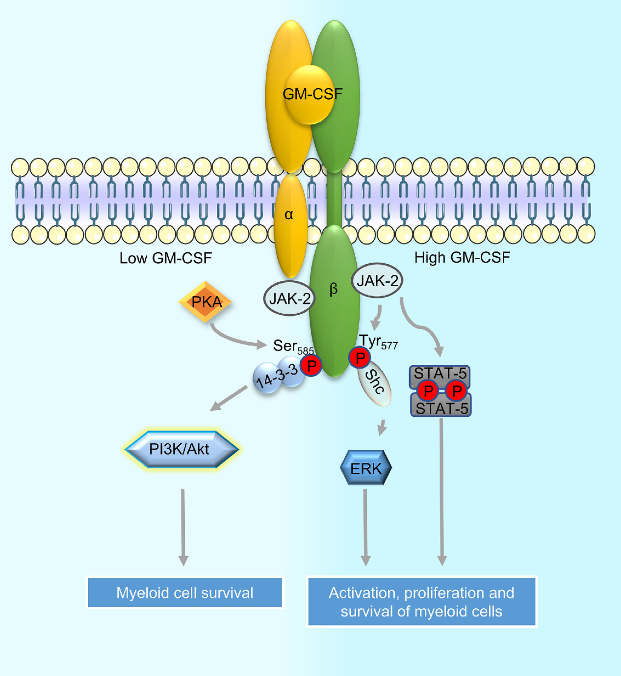 Granulocyte macrophage stimulating factor CSF2