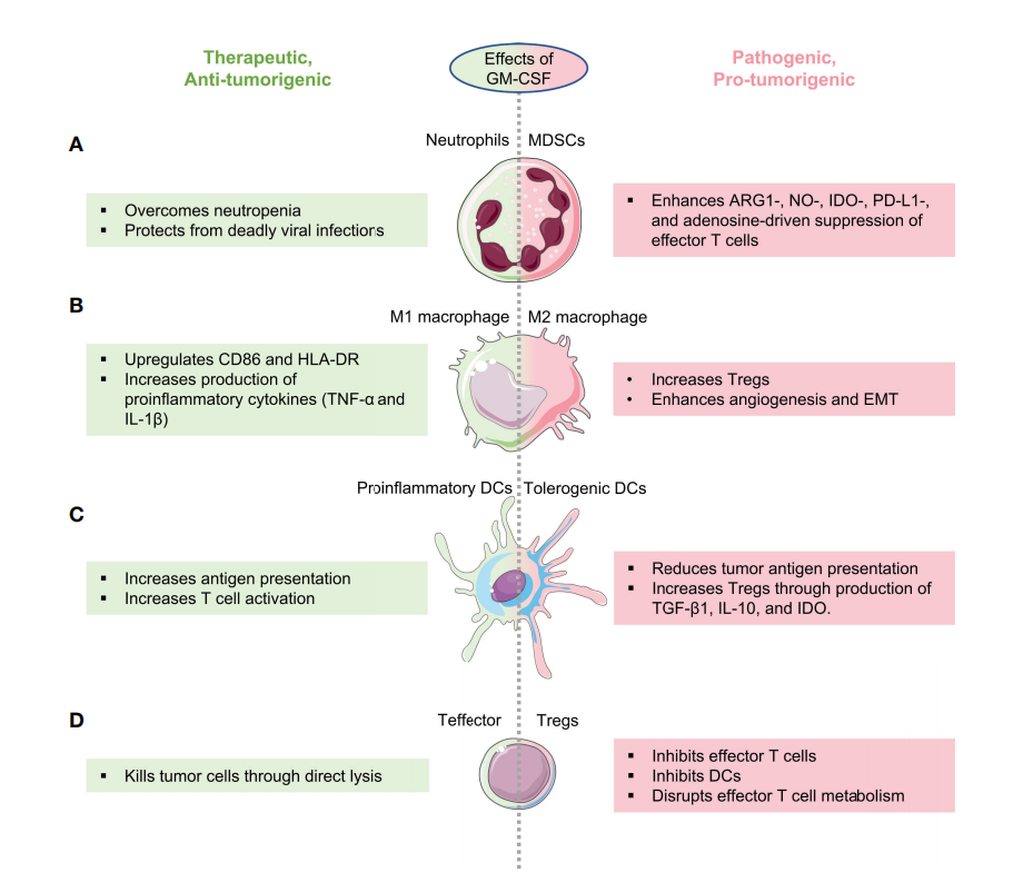 Granulocyte macrophage stimulating factor CSF2