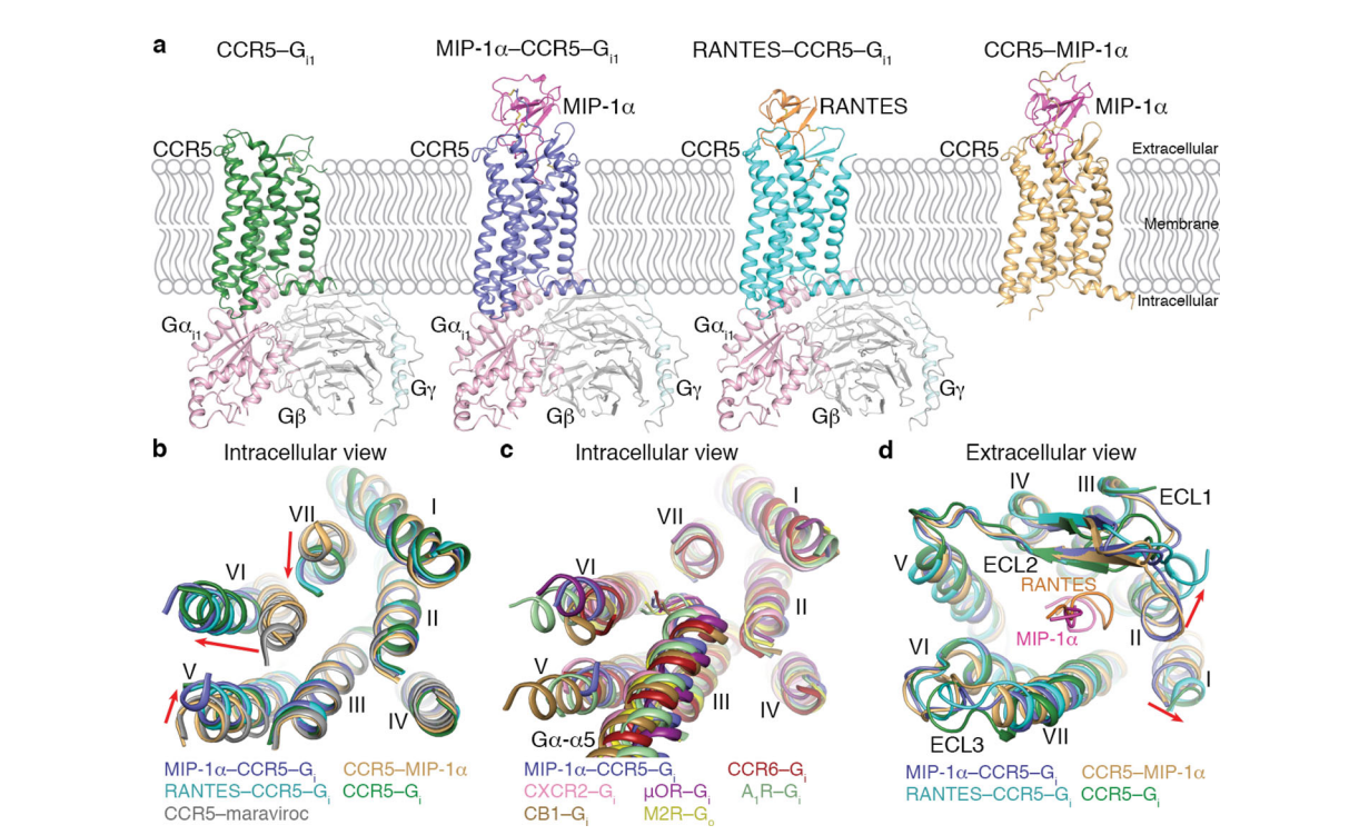 HIV invades the coreceptor CCR5