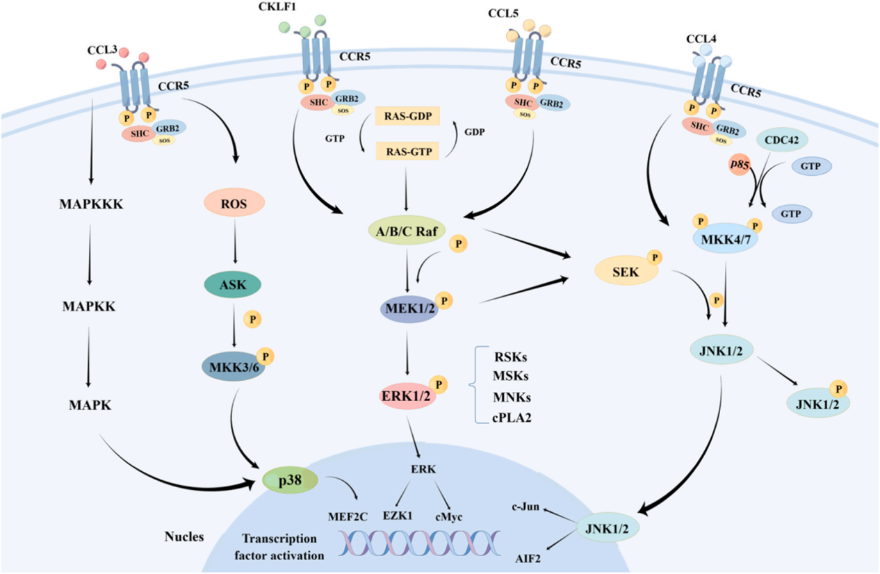 HIV invades the coreceptor CCR5