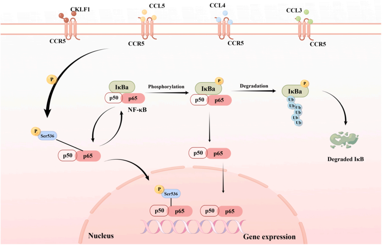 HIV invades the coreceptor CCR5