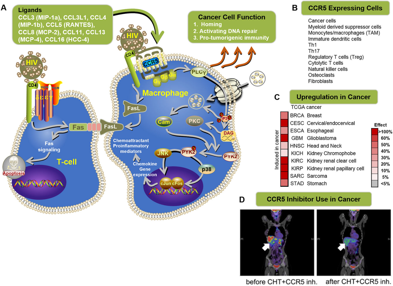 HIV invades the coreceptor CCR5