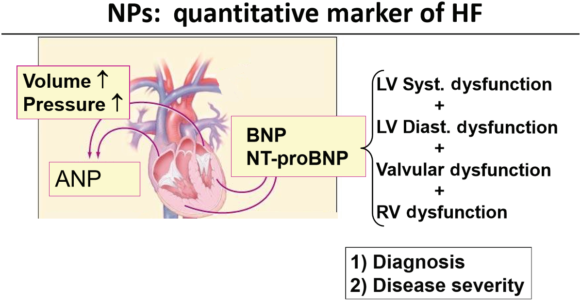 Heart failure biomarkers NT-ProBNP and BNP