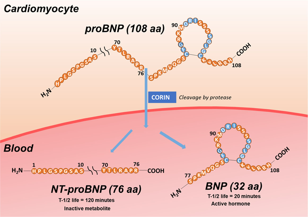 Heart failure biomarkers NT-ProBNP and BNP