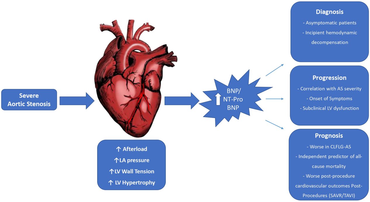 Heart failure biomarkers NT-ProBNP and BNP