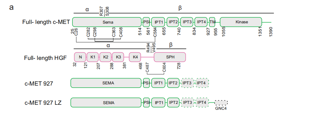 Hepatocyte growth factor receptor c-MET