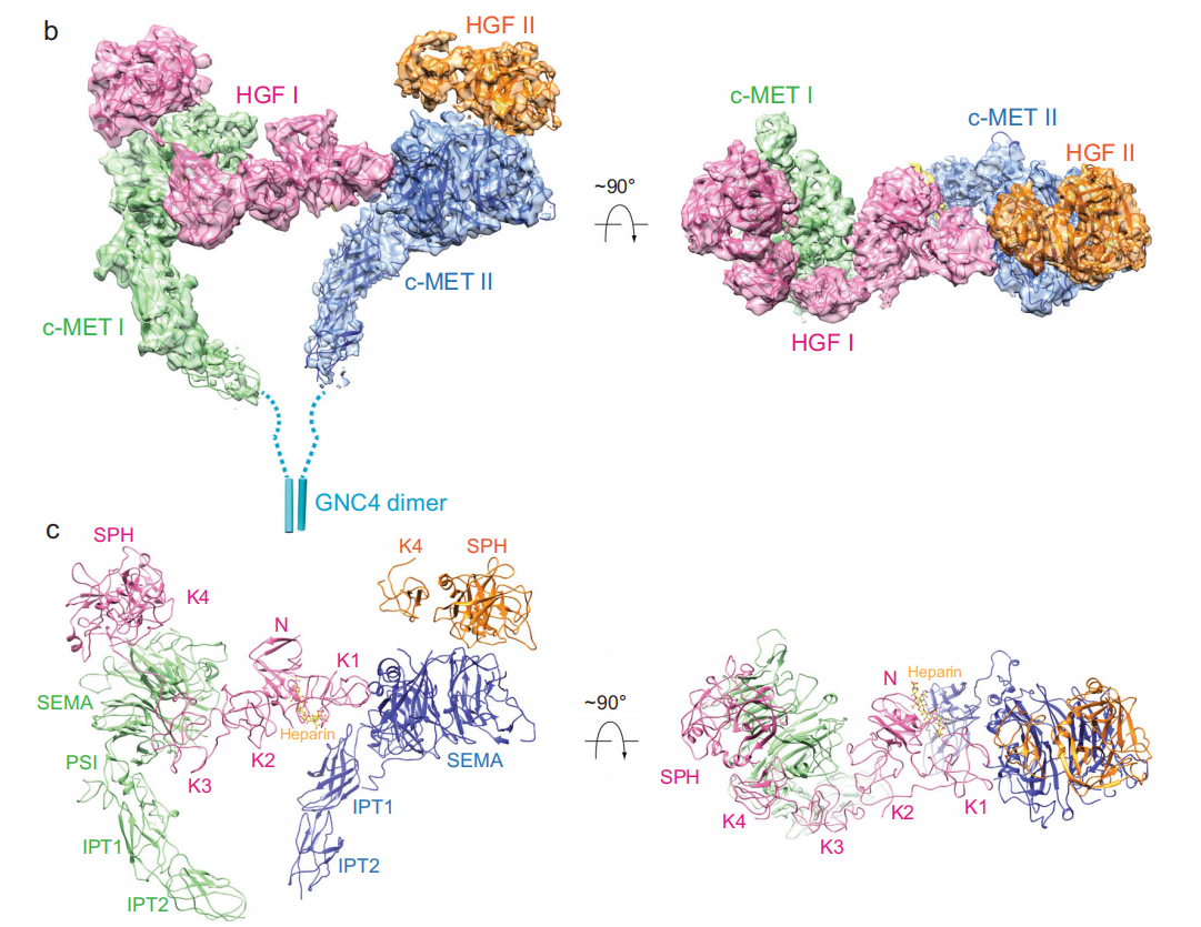 Hepatocyte growth factor receptor c-MET