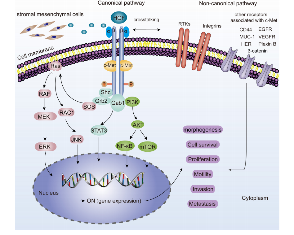 Hepatocyte growth factor receptor c-MET