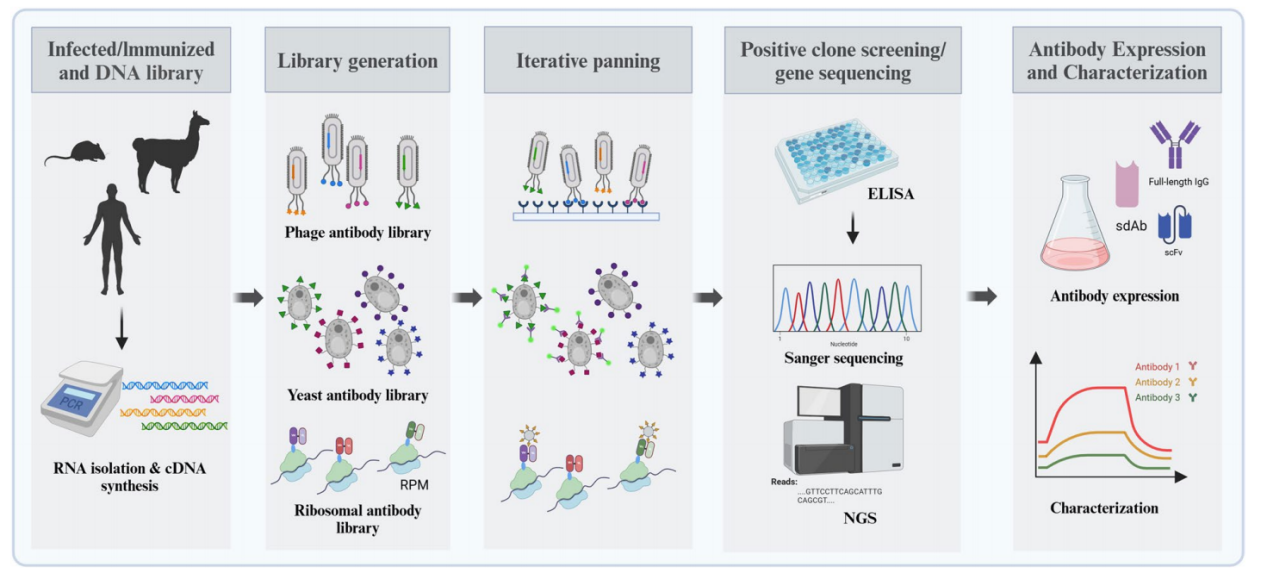 High-throughput strategies for monoclonal antibody screening: advances and challenges
