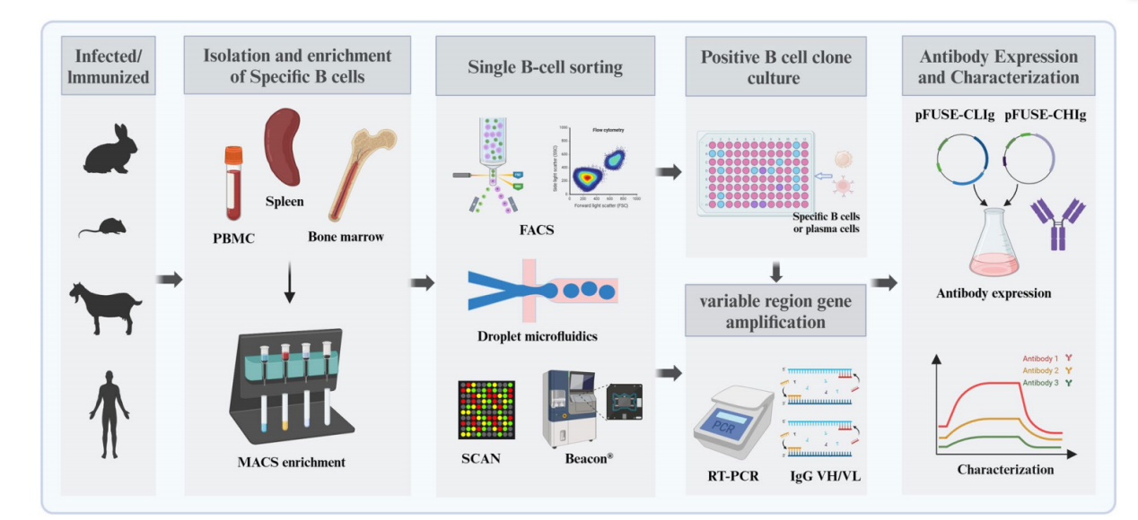 High-throughput strategies for monoclonal antibody screening: advances and challenges