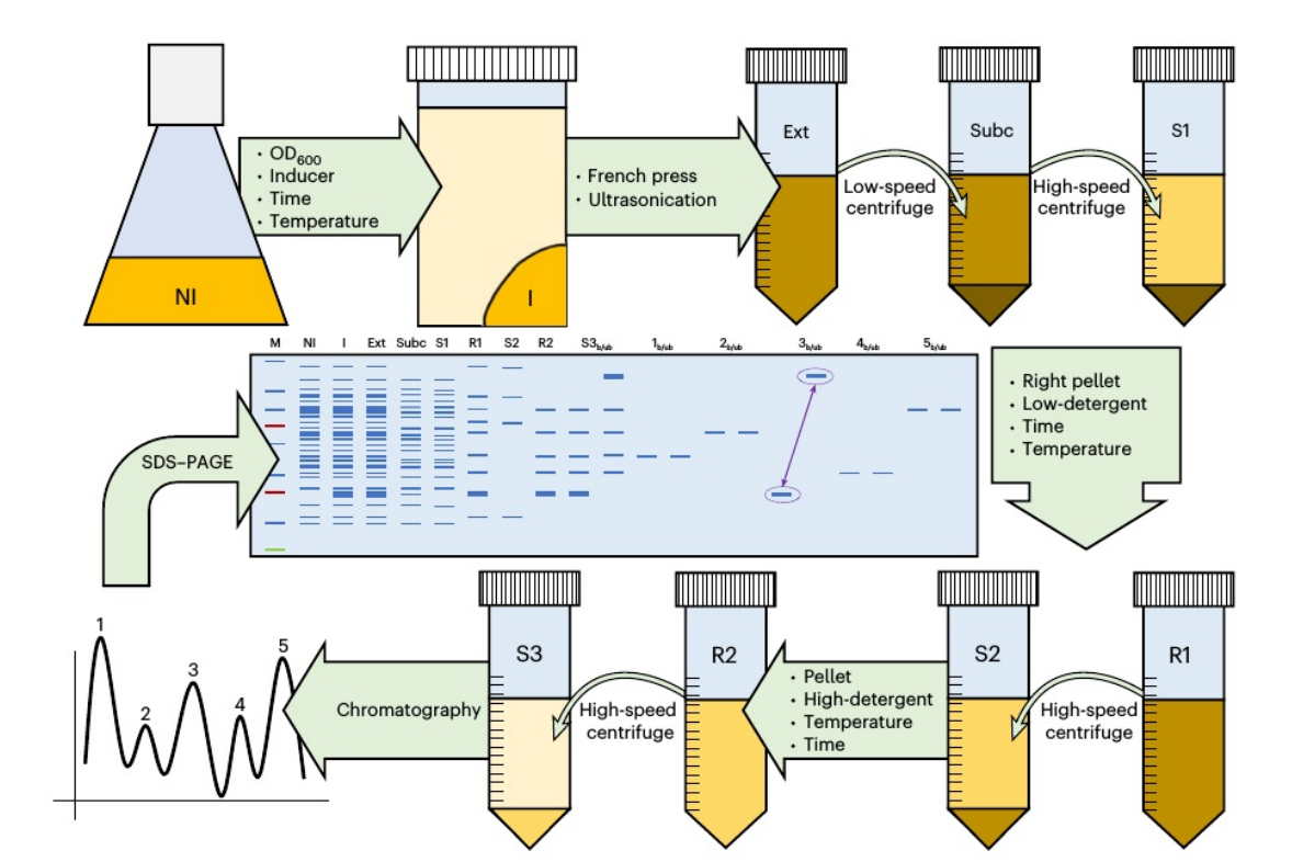 How to isolate channel-forming membrane proteins using the E.coli expression system
