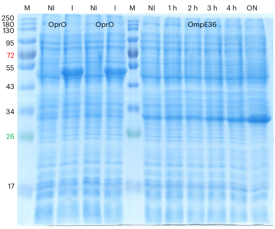 How to isolate channel-forming membrane proteins using the E.coli expression system